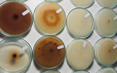 Estudios UdeC revela dos nuevas especies del hongo Morchella en Chile