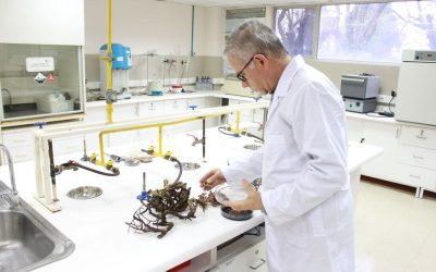 Investigación que conecta: Estudios en plantas nativas chilenas permite identificar compuestos con potencial antioxidante y antimicrobiano