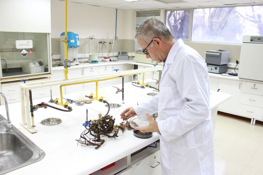 Investigación que conecta: Estudios en plantas nativas chilenas permite identificar compuestos con potencial antioxidante y antimicrobiano